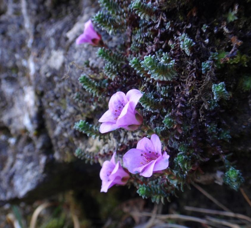 01-Saxifraga oppositifolia.jpg