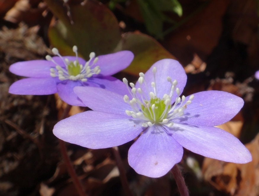 06-Anemone hepatica.jpg
