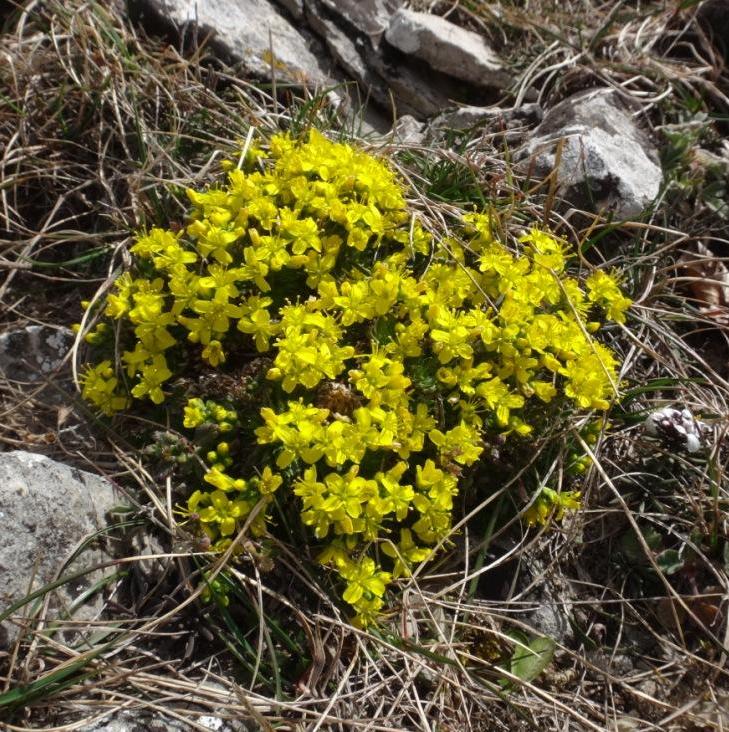 08-Draba aizoides.jpg