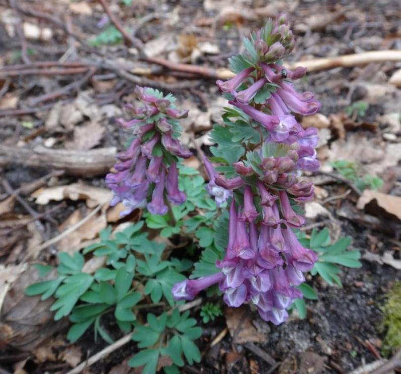 09-Corydalis solida.jpg