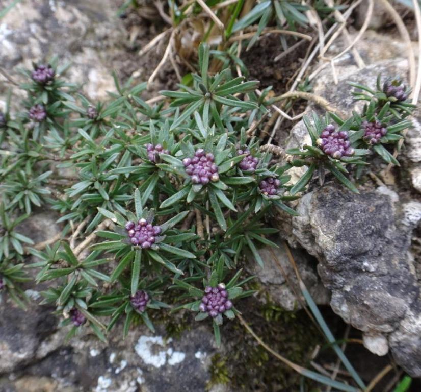 11-Iberis saxatilis.jpg