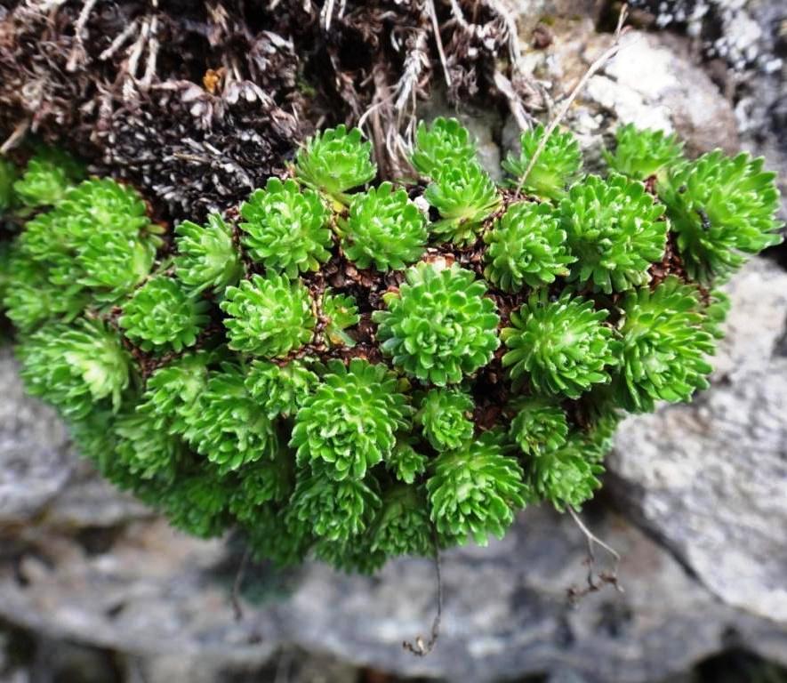 12-Saxifraga moschata.jpg