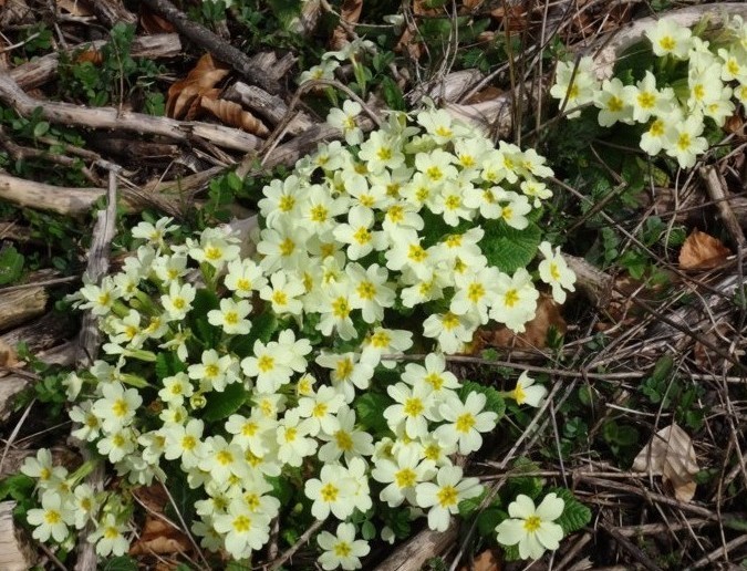 14-Primula vulagris.jpg