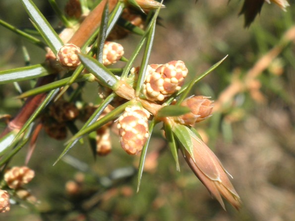 Juniperus_communis_fleurs_males.jpg