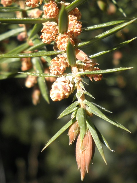 Juniperus_communis_fleurs_males_pollen.jpg