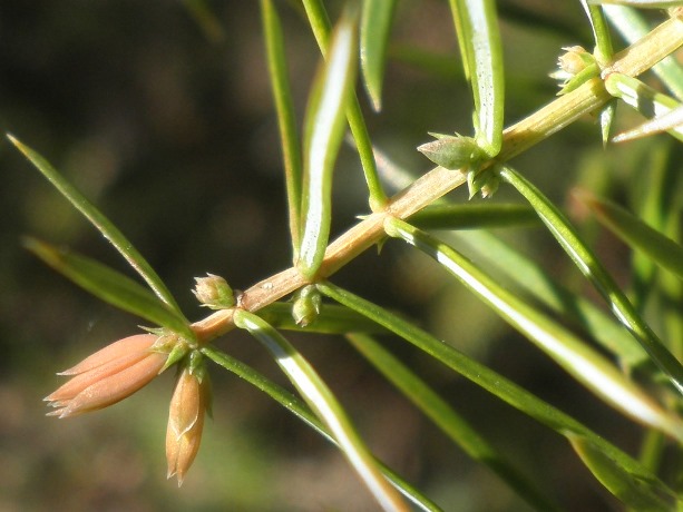 Juniperus_communis_fleur_femelle.jpg