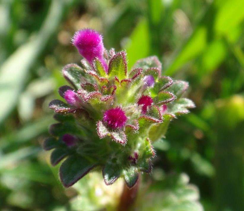 21 Lamium amplexicaule-Lamier amplexicaule.JPG