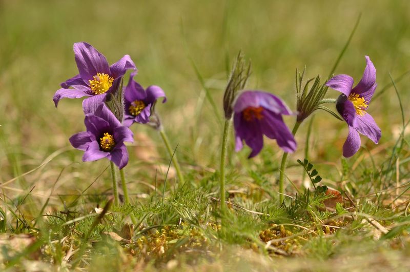 Anemone pulsatilla pulsatilla.JPG