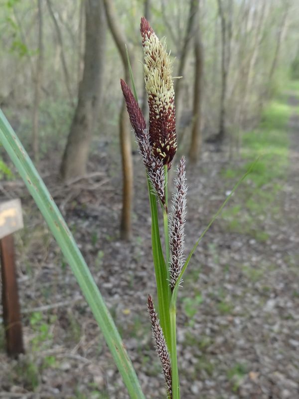 Carex  (1).JPG