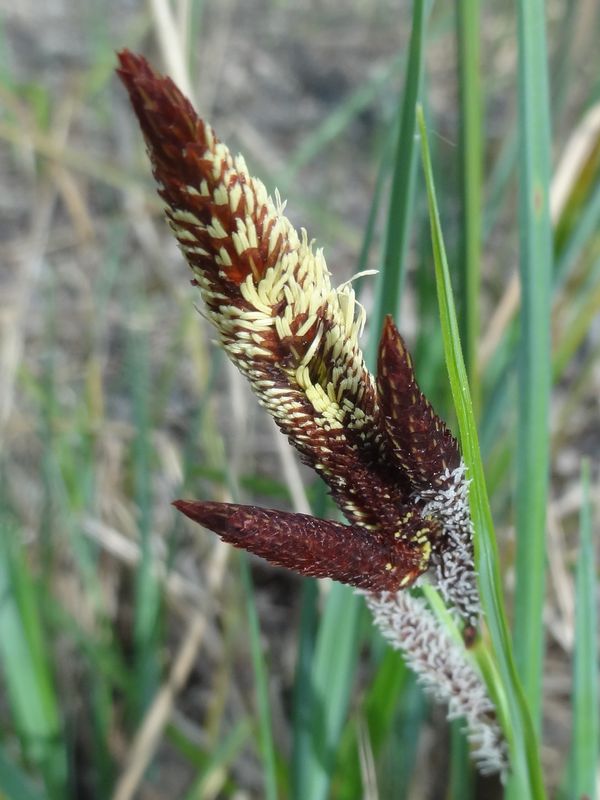 Carex  (2).JPG