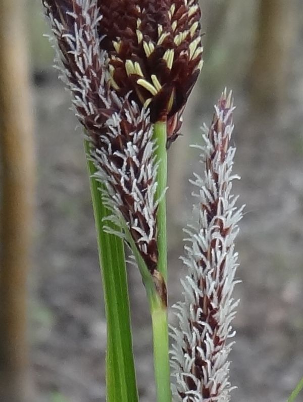 Carex  (1) recadré.JPG