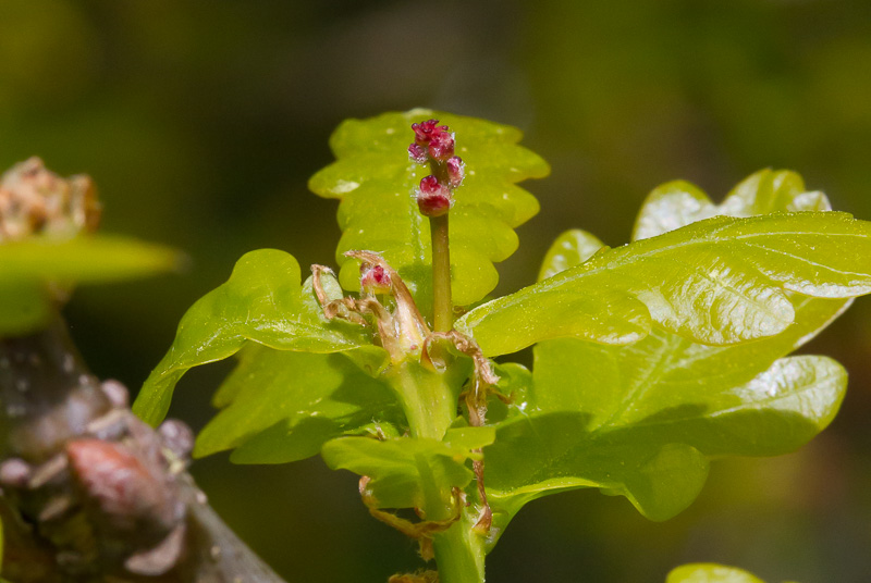 Quercus-robur1.jpg