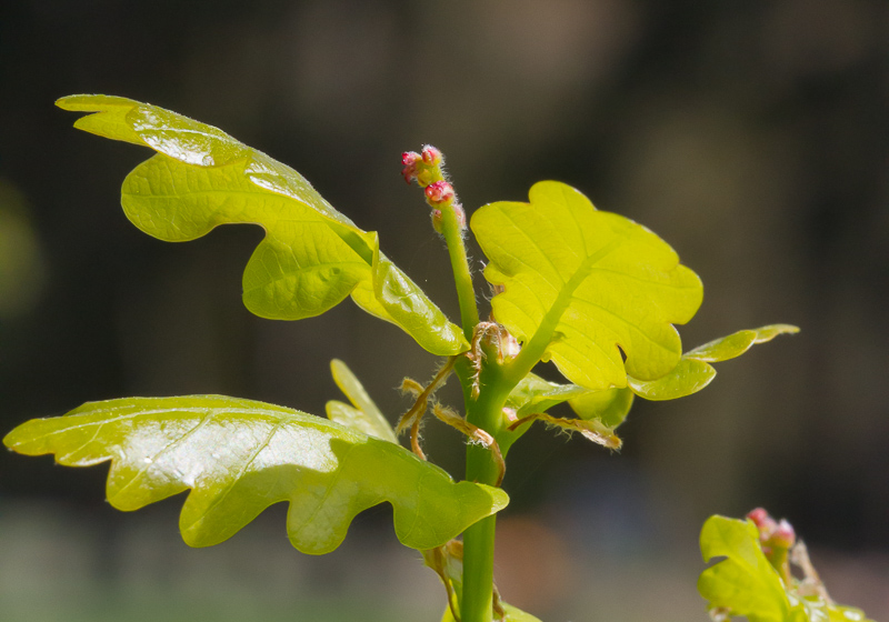 Quercus-robur3.jpg