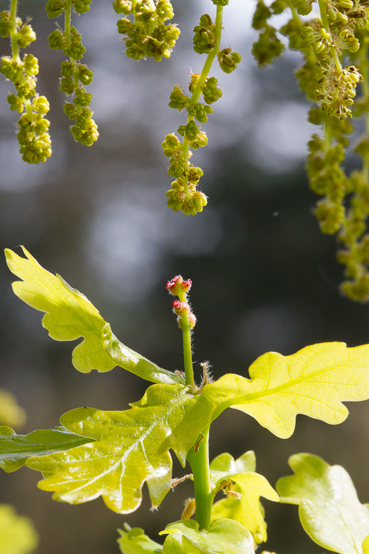 Quercus-robur4.jpg