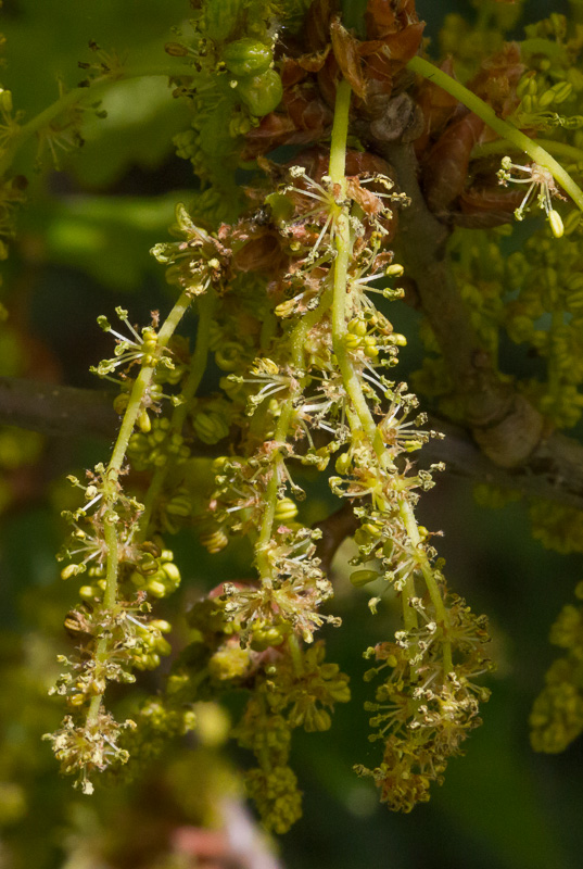Quercus-robur6.jpg