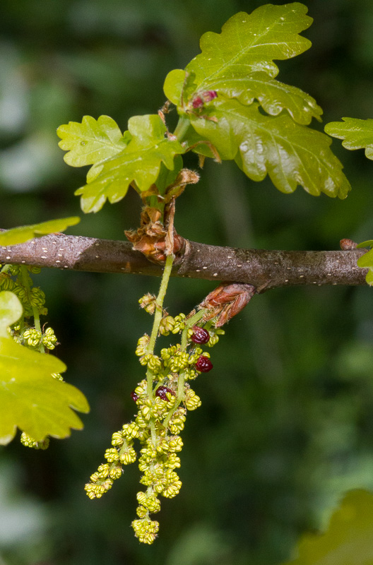 Quercus-robur7.jpg