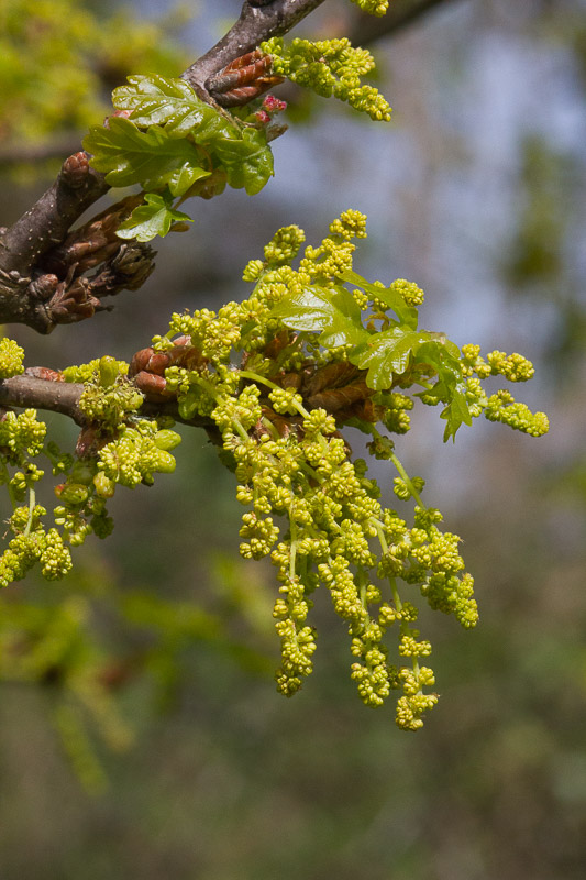 Quercus-robur8.jpg