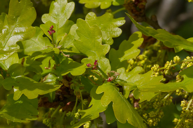 Quercus-robur9.jpg