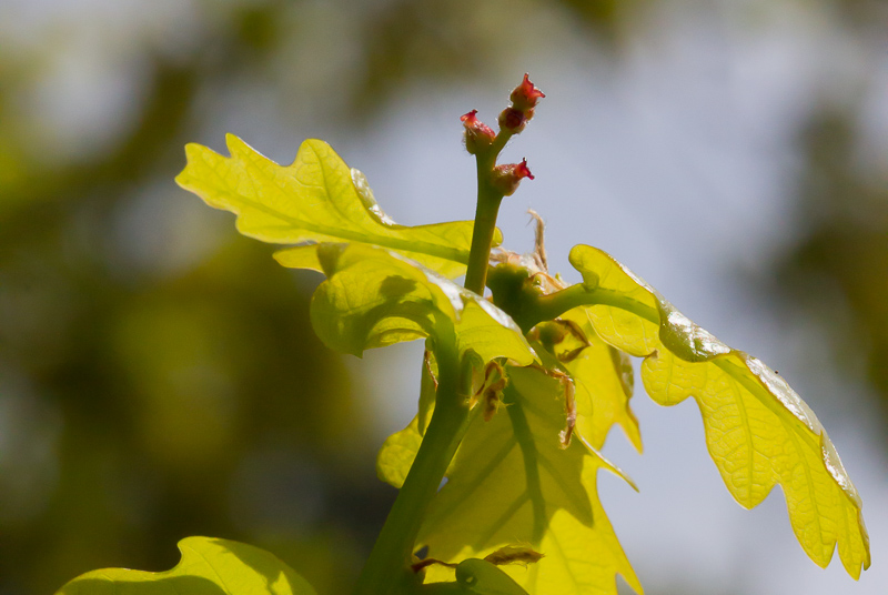 Quercus-robur10.jpg