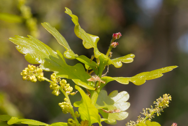 Quercus-robur11.jpg