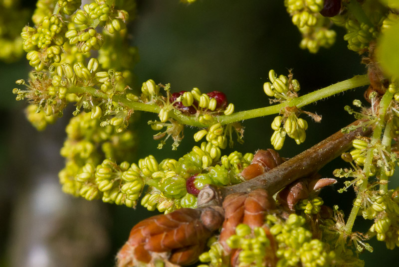 Quercus-robur12.jpg