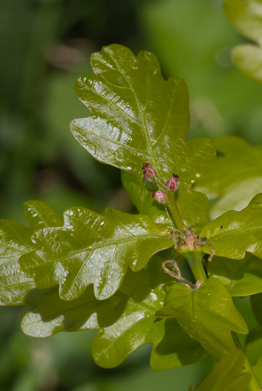 Quercus-robur13.jpg