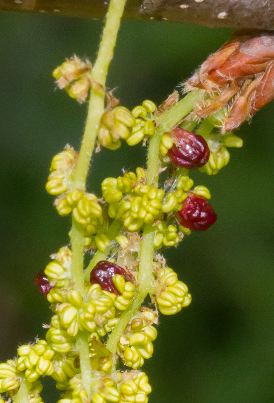 Quercus-robur14.jpg