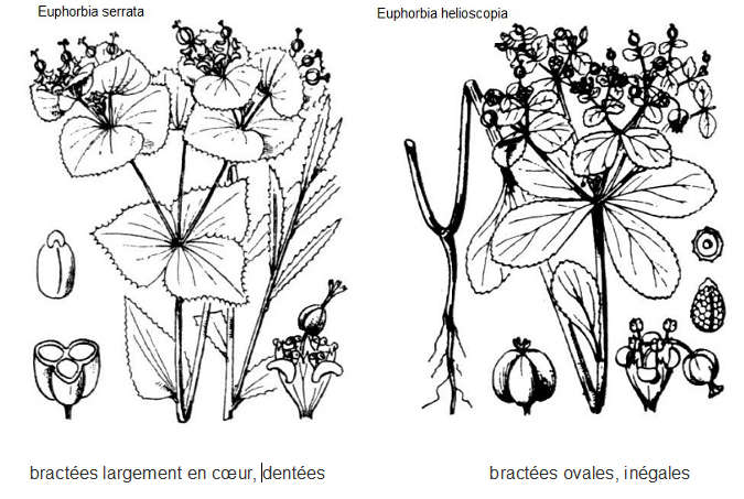 E.serrata_E.helioscopia_compar.jpg