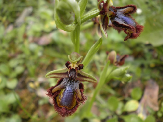 Ophrys speculum_Toulouse1.JPG