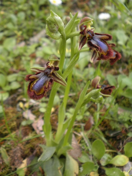 Ophrys speculum_Toulouse2.JPG