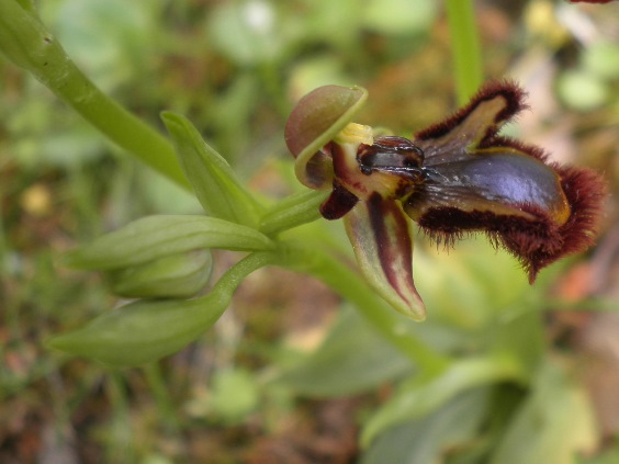 Ophrys speculum_Toulouse3.JPG