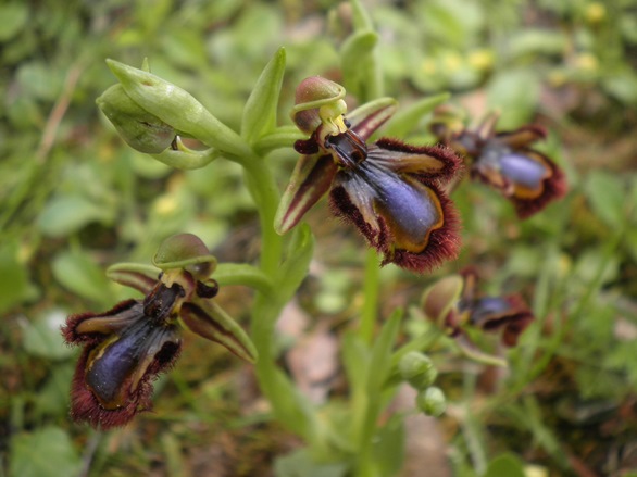 Ophrys speculum_Toulouse4.JPG