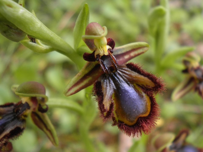 Ophrys speculum_Toulouse5.JPG