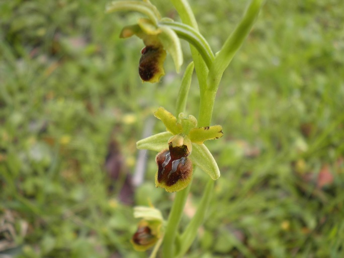 Ophrys.JPG