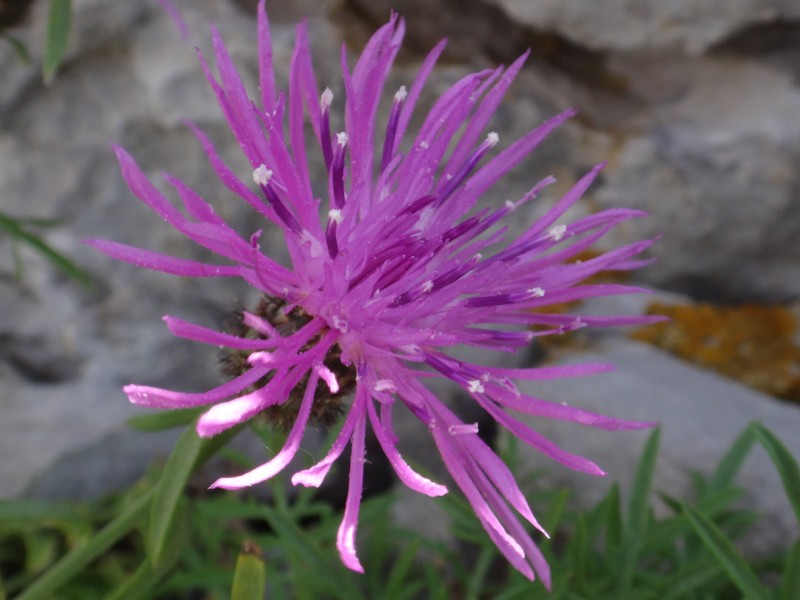 08- Centaurea corymbosa.JPG