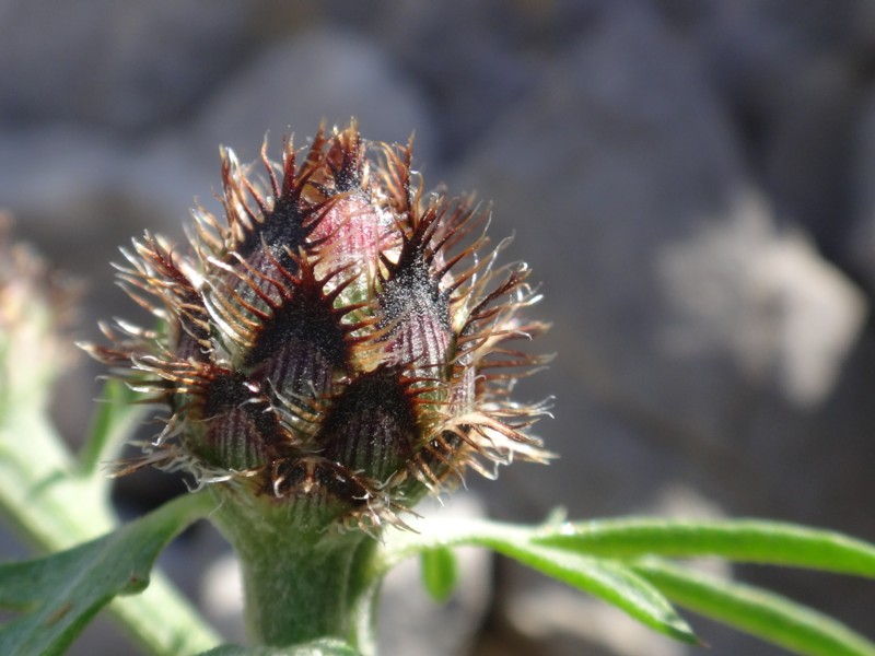 09- Centaurea corymbosa.JPG