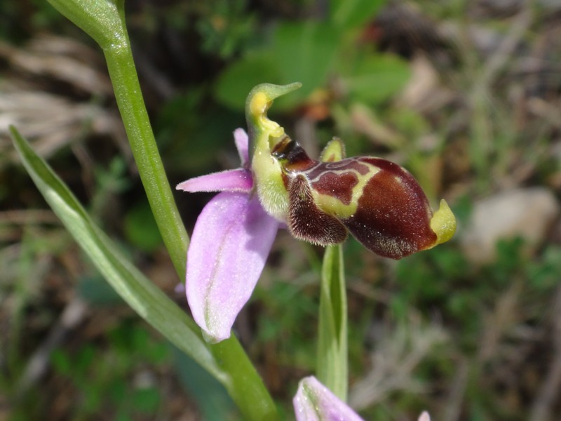07-Ophrys scolopax.JPG