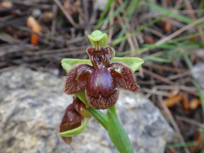08-Ophrys bombyliflora x speculum.JPG