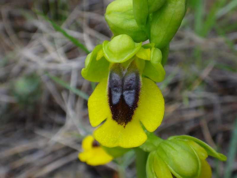 09-Ophrys lutea.JPG
