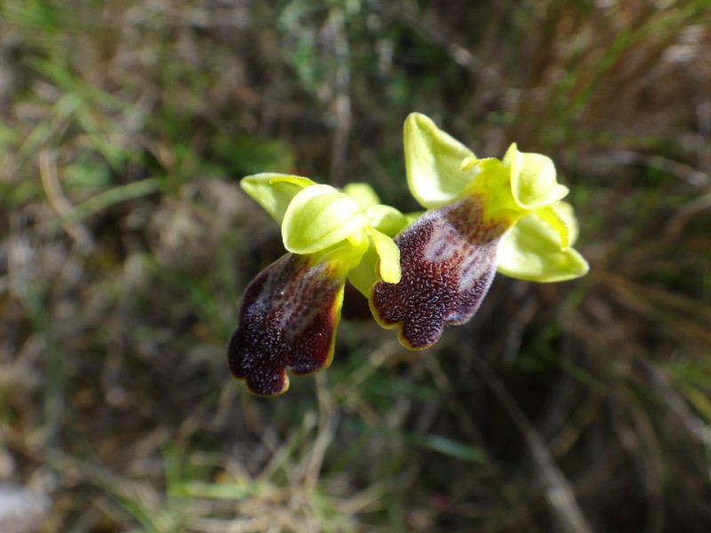 10-Ophrys marmorata.JPG