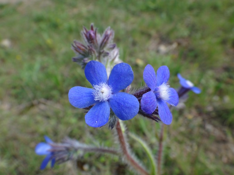 12-Anchusa italica.JPG