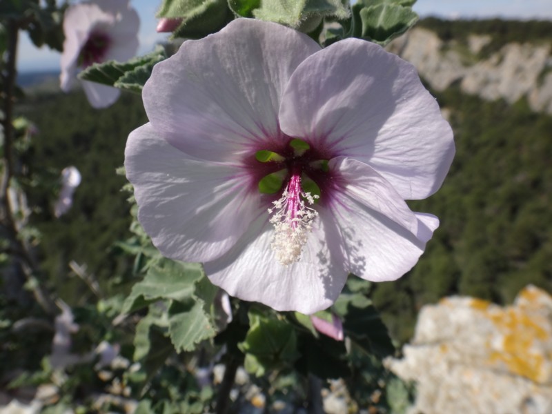 14-Malva wigandii.JPG