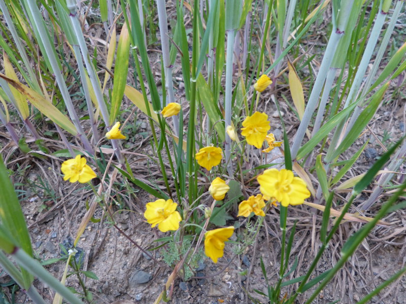 2015-05-03, h.jpg
