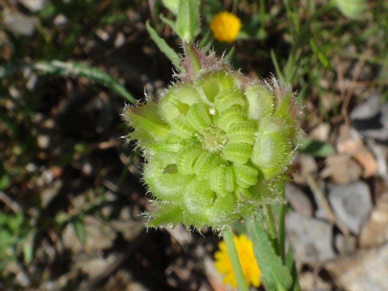 06-Calendula arvensis.JPG