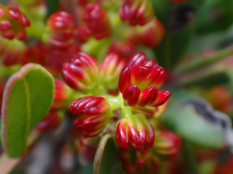 10-Pistacia lentiscus.JPG