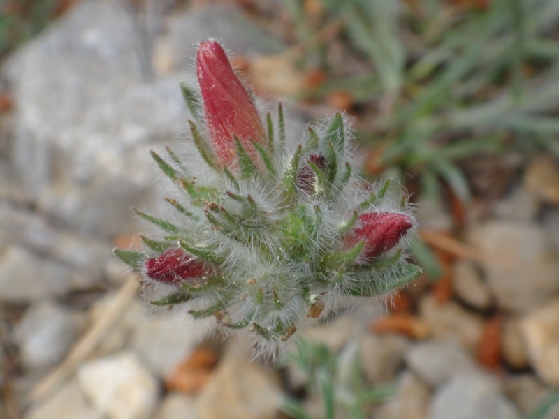 11-Convolvulus lanuginosus.JPG