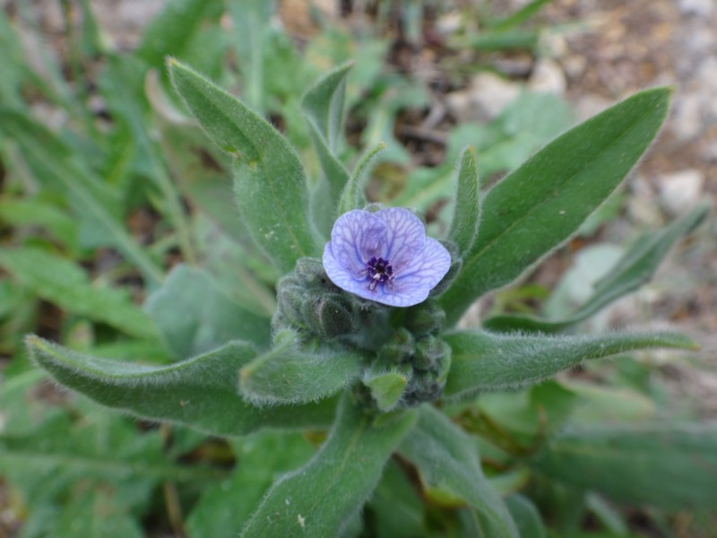 12-Cynoglossum creticum.JPG