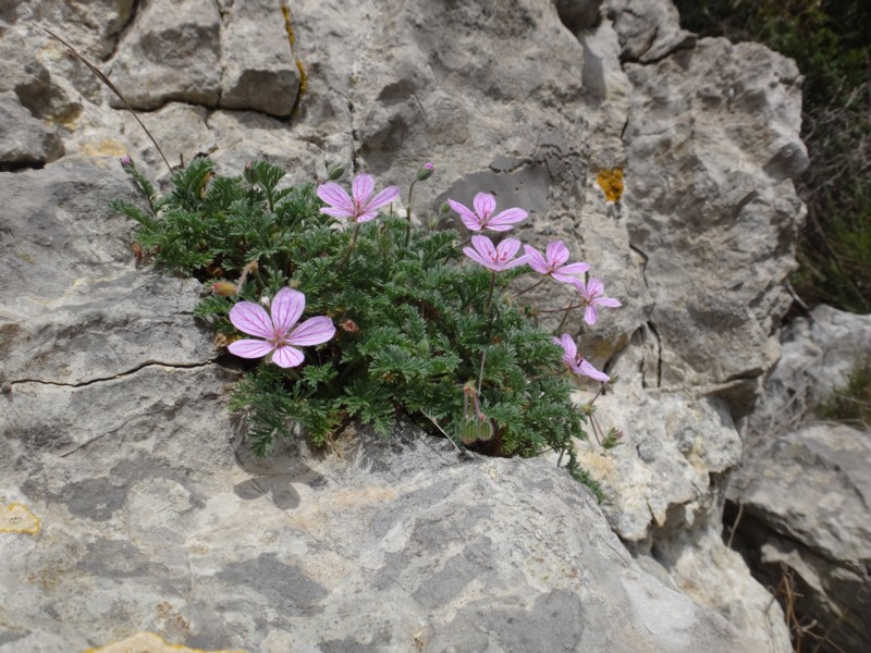 14-Erodium Foetidum-Bec de grue des pierriers.JPG