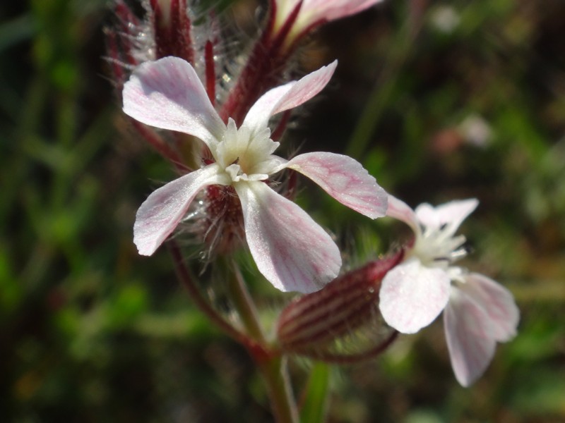 20-Silene gallica.JPG