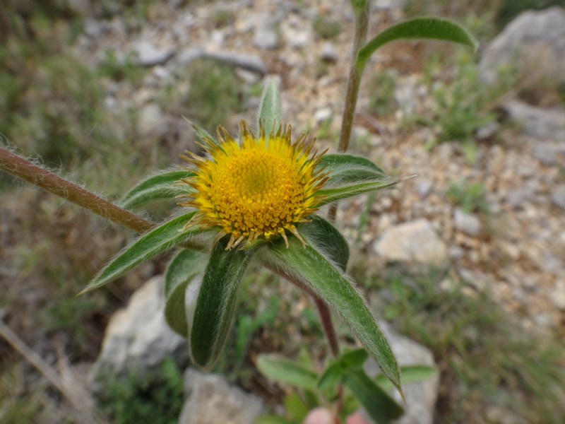 22-Pallenis spinosa.JPG